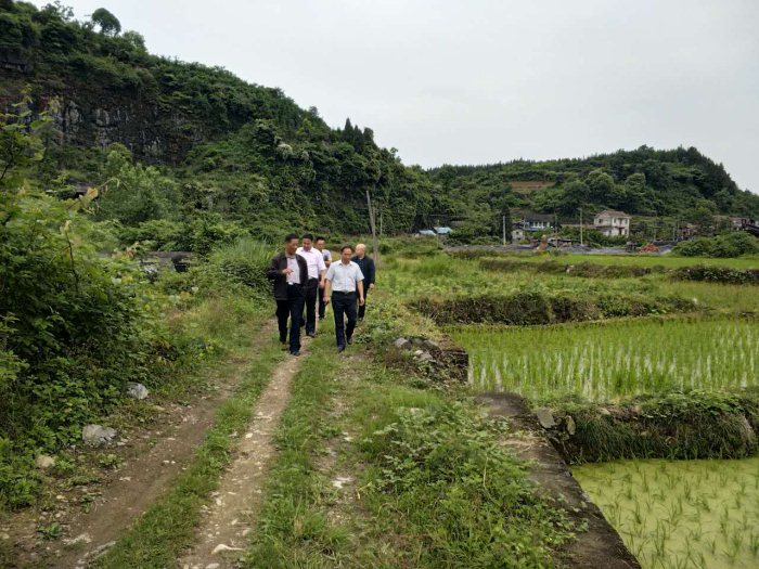 麻阳米米生态农业科技有限公司,富硒大米价格,糙米批发,麻阳大米加工,发芽糙米,芽米茶,营养粉