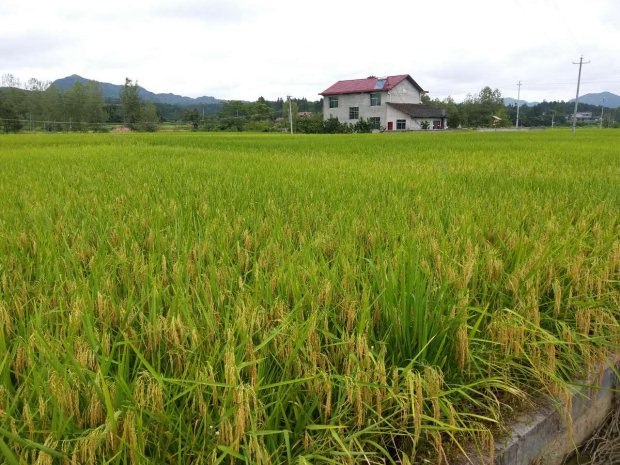 麻阳米米生态农业科技有限公司,富硒大米价格,糙米批发,麻阳大米加工,发芽糙米,芽米茶,营养粉