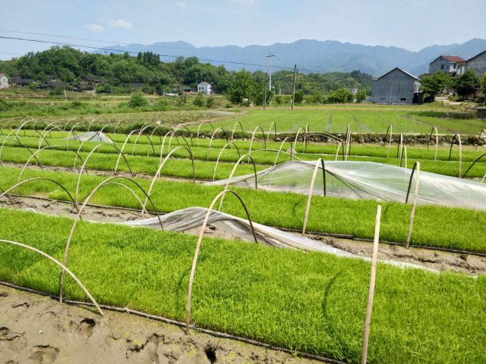 麻阳米米生态农业科技有限公司,富硒大米价格,糙米批发,麻阳大米加工,发芽糙米,芽米茶,营养粉