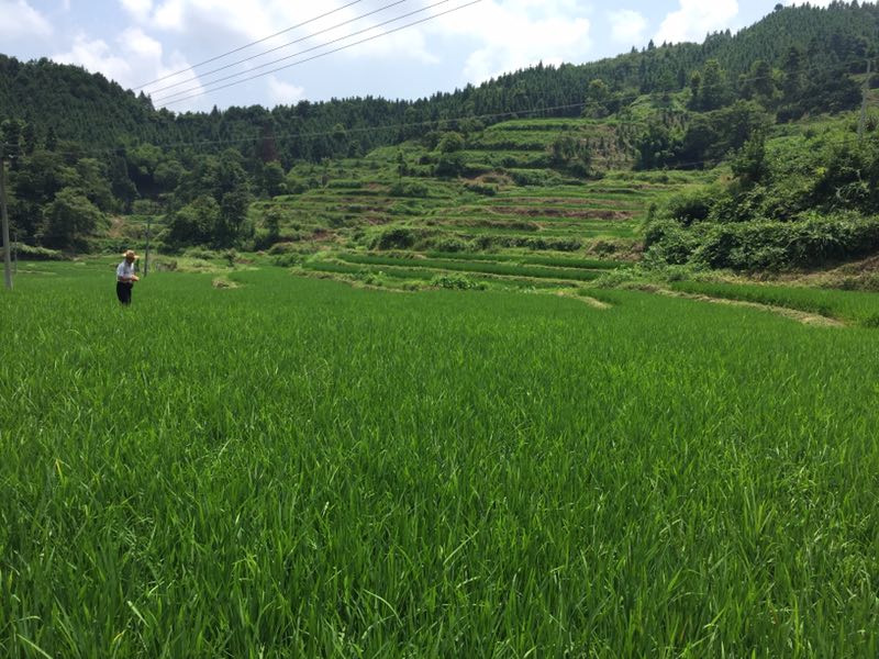 麻阳米米生态农业科技有限公司,富硒大米价格,糙米批发,麻阳大米加工,发芽糙米,芽米茶,营养粉