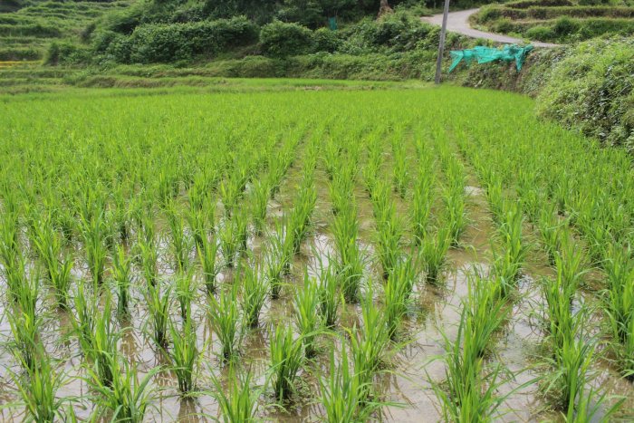 麻阳米米生态农业科技有限公司,富硒大米价格,糙米批发,麻阳大米加工,发芽糙米,芽米茶,营养粉