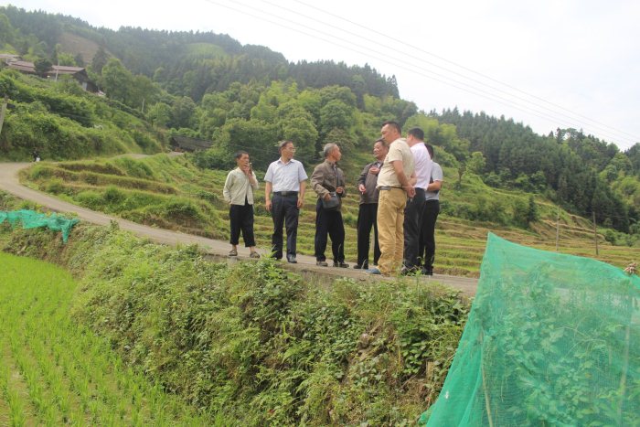 麻阳米米生态农业科技有限公司,富硒大米价格,糙米批发,麻阳大米加工,发芽糙米,芽米茶,营养粉