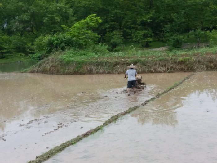 麻阳米米生态农业科技有限公司,富硒大米价格,糙米批发,麻阳大米加工,发芽糙米,芽米茶,营养粉