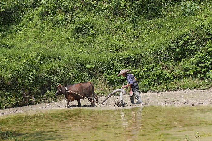 麻阳米米生态农业科技有限公司,富硒大米价格,糙米批发,麻阳大米加工,发芽糙米,芽米茶,营养粉